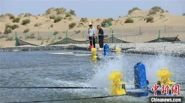 10萬尾深海魚安家塔克拉瑪干沙漠